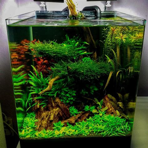 The easiest no co2 carpeting plants for aquariums are overlooked all the time, as we instead try growing much harder plants, that do need lots of 4 шт зеленейших аквариума без co2 и удобрений! MJ | Aquascaping on Instagram: "Another blast from the ...