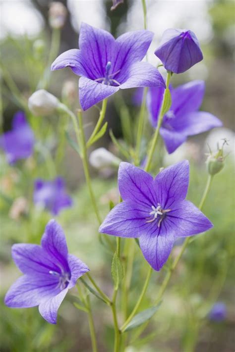 22 Purple Flowers For Gardens Perennials And Annuals With