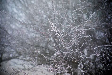 Branch Covered In Ice Cold White Frost In The Winter First Frosts