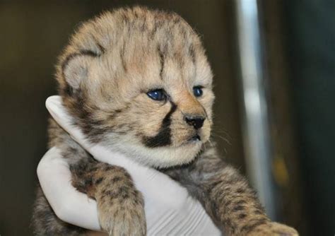 The National Zoo Is Celebrating The Births Of Ten Cheetahs Baby