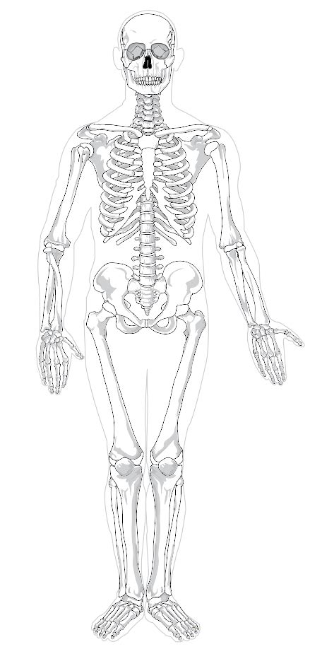Human Skeletal System Not Labeled