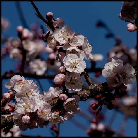 Apricot In Bloom On Behance