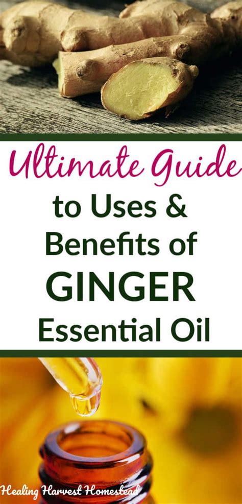The Complete Guide To Using Ginger Essential Oil And Why It Should Be