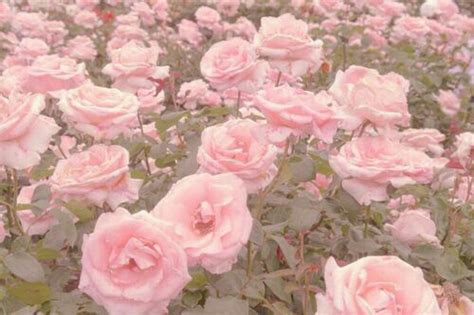 Daddykink Photos Inocent And Hot Flower Aesthetic Pastel Pink