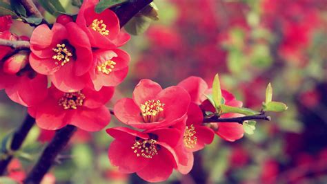 30 Beautiful Flower Wallpapers The Wow Style
