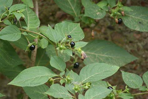 Deadly Nightshade British Wildlife Wiki