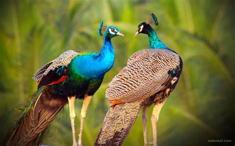 30 Beautiful Peacock Photos And White Peacock Pictures