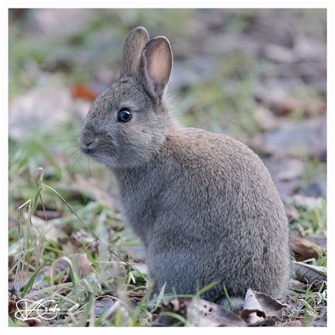 B57i3860 Rabbit Oryctolagus Cunniculus Young Rabbit Duncan Cooke