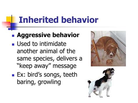 Animal Behavior You Should All Know Something About This Ppt Download