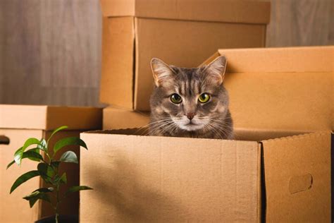 Cats Love Boxes Why Do They Do It Land For Pets