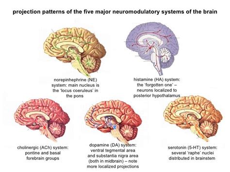 Overview Of Pathways Of The Five Major Neurotransmitters In The Brain