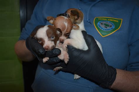 More Than 60 Neglected Dogs Rescued From Property In North Carolina