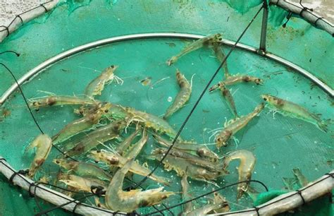 Start A Successful Freshwater Shrimp Farming Business Businessplanfor