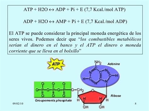 Atp H2o Adp Pi Energy - Metabolismo Catabolismo Imagenes
