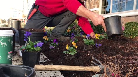 Planting Flowers For Winter Hardy Annuals Youtube