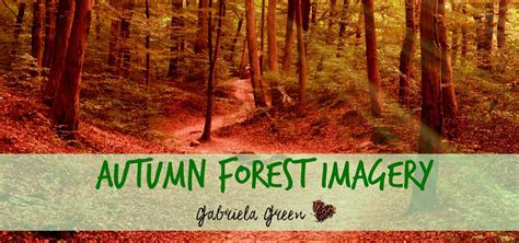 Guided Imagery Meditation Forest Imagecrot