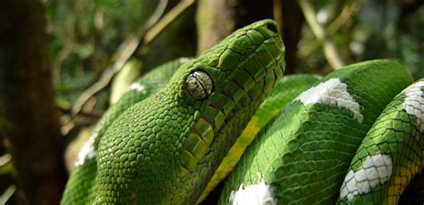 Amazon Rainforest Snakes Shiripuno Amazon Lodge