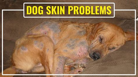 What Causes Skin Problems In Dogs