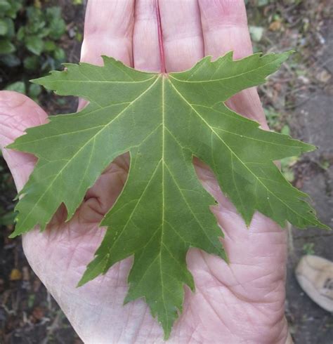 Maples Tree Guide Uk Maple Tree Identification By Leaves And Fruit