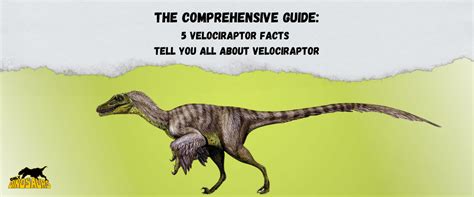 The Comprehensive Guide To Velociraptor Facts This 2022