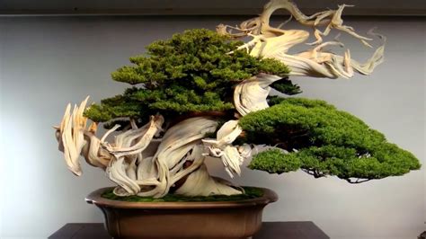 Worlds Oldest Bonsai Bonsai Image