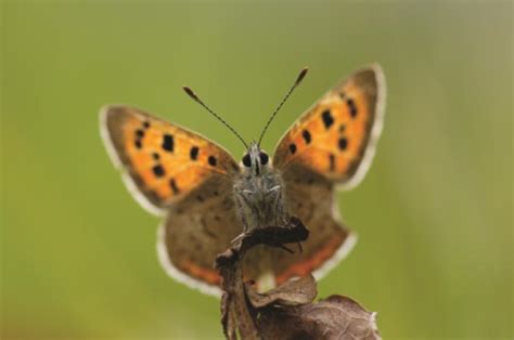 Populations Of Grassland Butterflies Decline Almost 50 Over Two