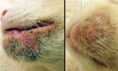 Chin Dermatitis In A Cat Clinicians Brief