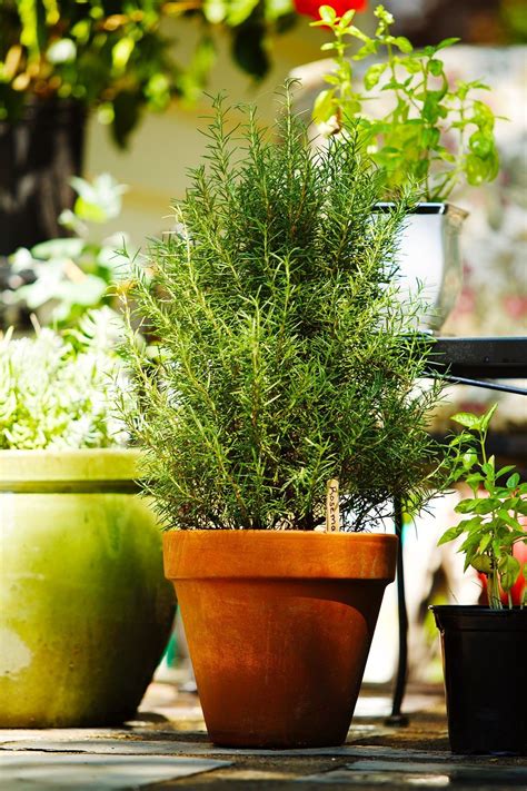 There are a few ways to repel mosquitos naturally,. Keep The Bugs Away With These 6 Natural Pest Repellant Plants | Plants, Insect repellent plants ...