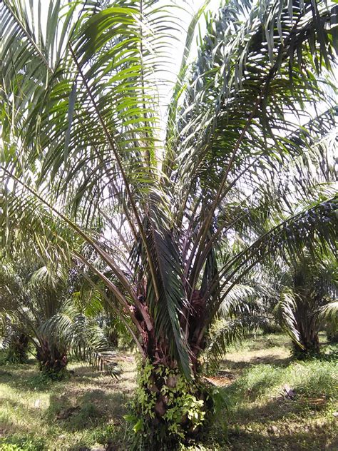 Daun kari memiliki aroma dan rasa perpaduan seperti buah sitrus, anise, dan serai dengan aroma tajam dan pedas. Pokok kelapa sawit | Nama saintifik bagi kelapa sawit ...