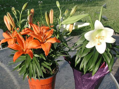 Lilies perform best in full sun or part shade. مرحبا تعالو نغير جو النكد......الورد جميل ......جميل الورد
