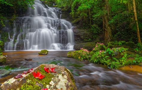 Wallpaper Forest Leaves Landscape Flowers River Rocks Waterfall