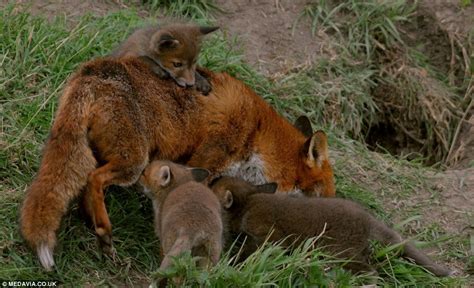 Then when left alone, when given a choice of soiling their bed or the pads, they'll head for. Fantastic foxes: mother and her cubs venture out of their ...