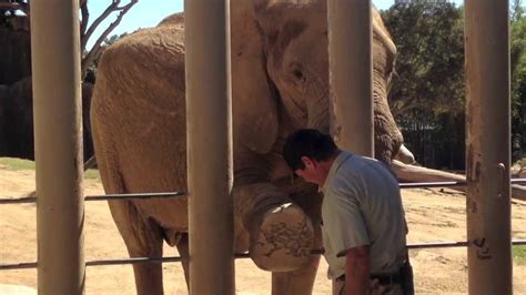 Elephant Care At San Diego Zoo Youtube
