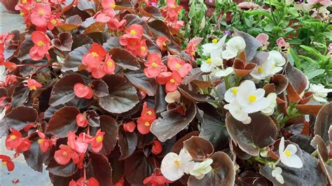 How To Care Begonia Plant In Summer Season 🌿🌹🌿 Youtube