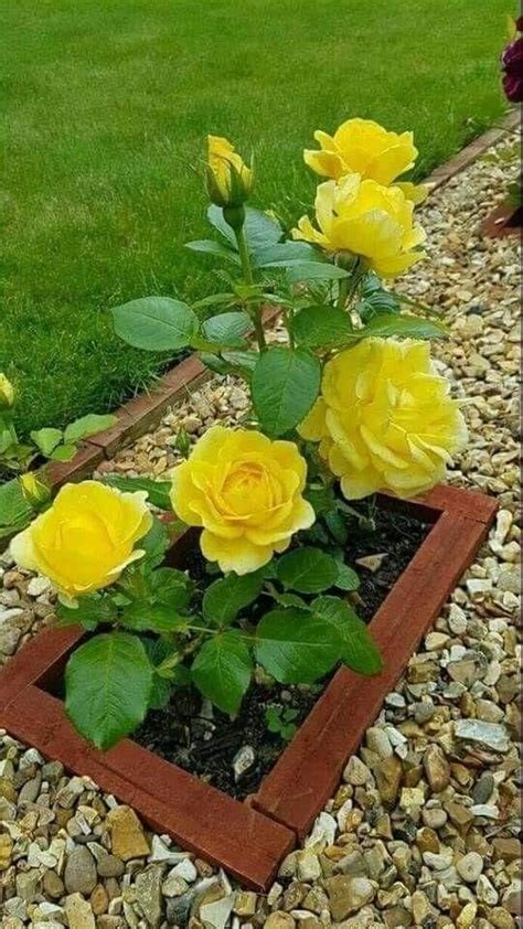 Lovely Yellow Roses Садовые идеи Композиции цветников Садовые проекты