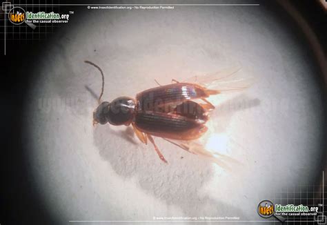 Seedcorn Beetle