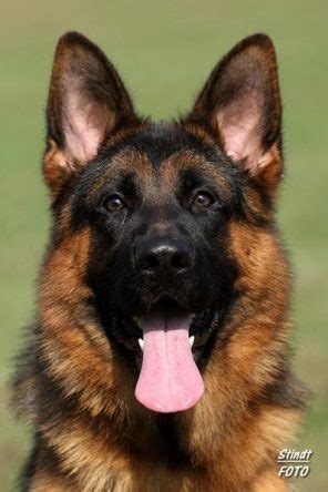 On further review, she had teeth issues. Sires - Haus Brezel German Shepherds