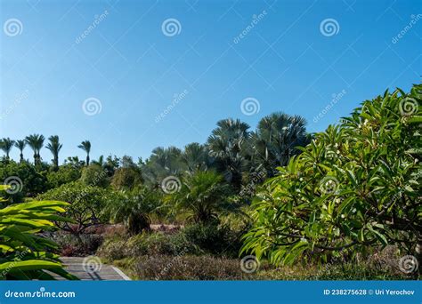 Beautiful Palm Trees In The Recreation Park With Clear Blue Sky Stock