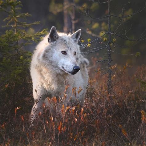 White Wolf Stunning Beauty Of Wild Wolves In Finland By Award Winning