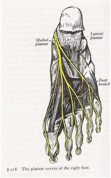 Nerves Of The Foot Anatomy
