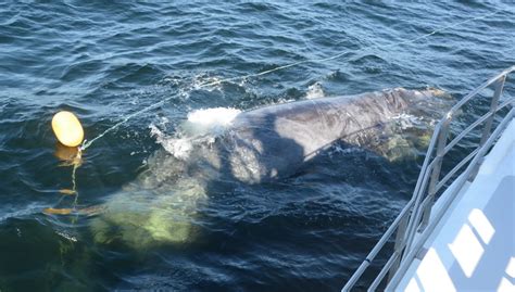 Fatal Attraction Why Are So Many Right Whales In The Gulf Of St