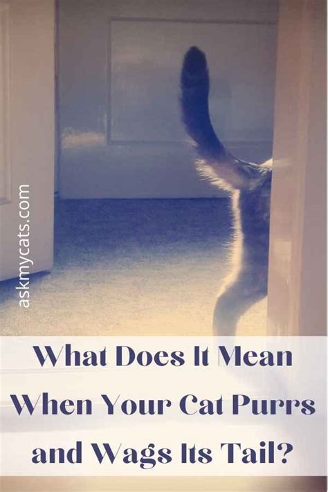 Why Do Cats Wag Their Tails While Purring Explained