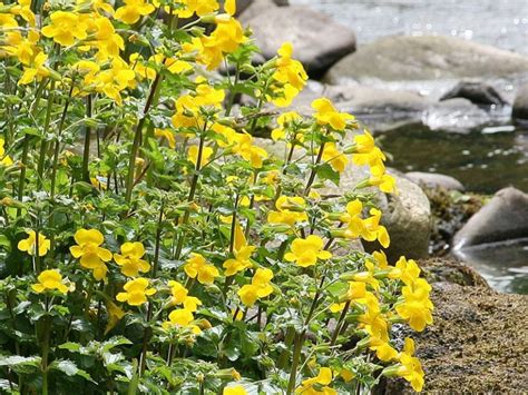 Mimulus Bach Flower Learning Programme And Educational Resource