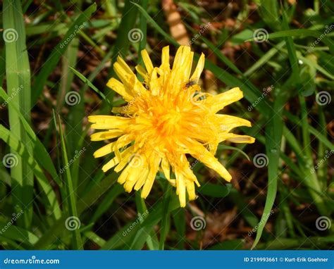 Dandelions On The Meadow In Summer Stock Image Image Of Plant Meadow