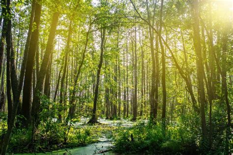 Dense Forest And Swamp Sunbeams Bring Down Trees Swamp Vegetation