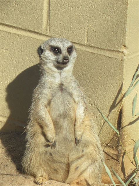 57 Best Adorable Meerkats And Ferrets Images On Pinterest Personality