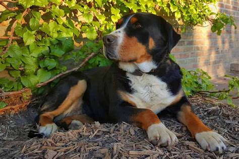 Entlebucher Sennenhund Charakter Ernährung Pflege Entlebucher