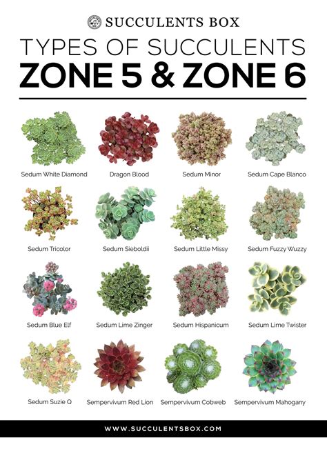 choosing hardy succulents for zone 3 4 5 and 6 new york pennsylvania ohi succulents box