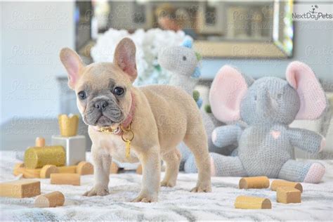 French bulldogs can live in hot weather places such as florida, but you will need air conditioning and should limit their walks and outdoors time to early mornings and early evenings when it's not as hot outside. Pandora: French Bulldog puppy for sale near Fort ...