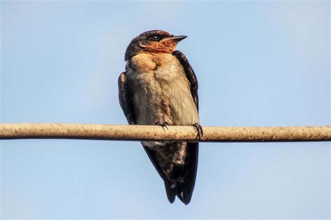 Burung Layang Layang In English - Music suara burung layang layang 100%